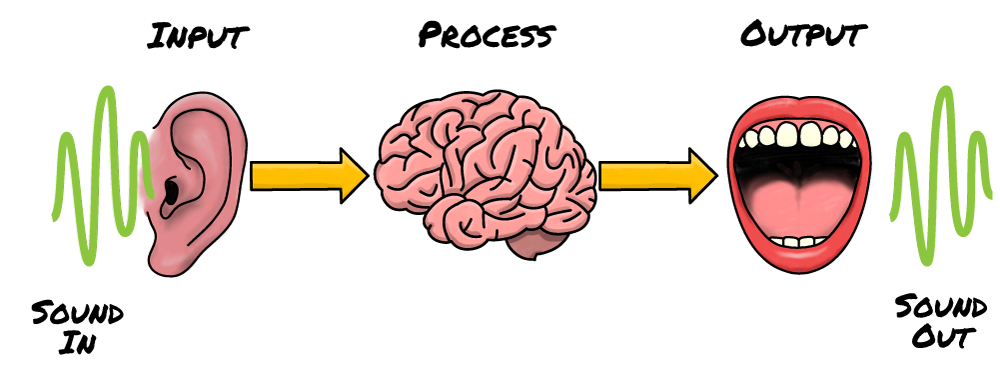 Diagram of input-process-output an a human