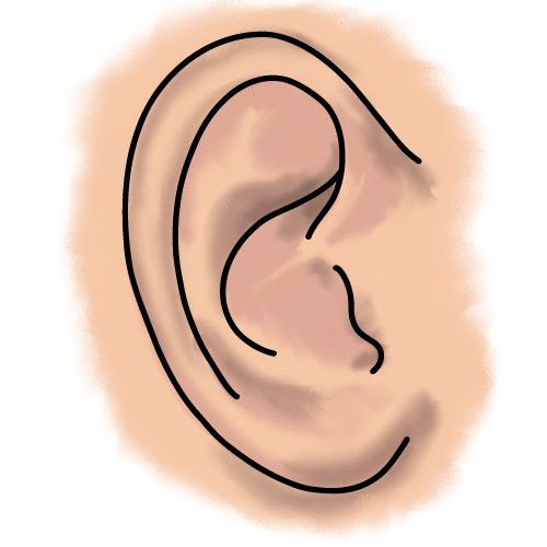 Ear